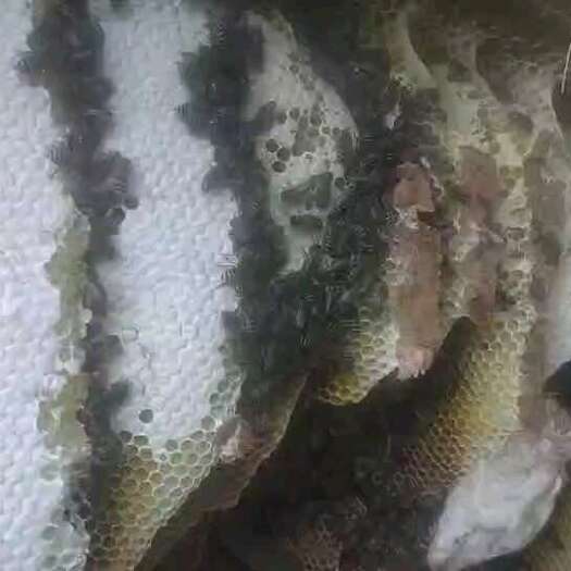昆明大山里的土蜂蜜，无任何人工饲喂，真正的绿色好食品
