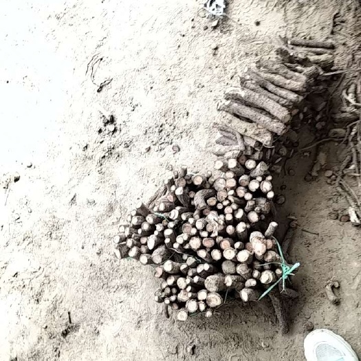新郑市泡桐桐树根