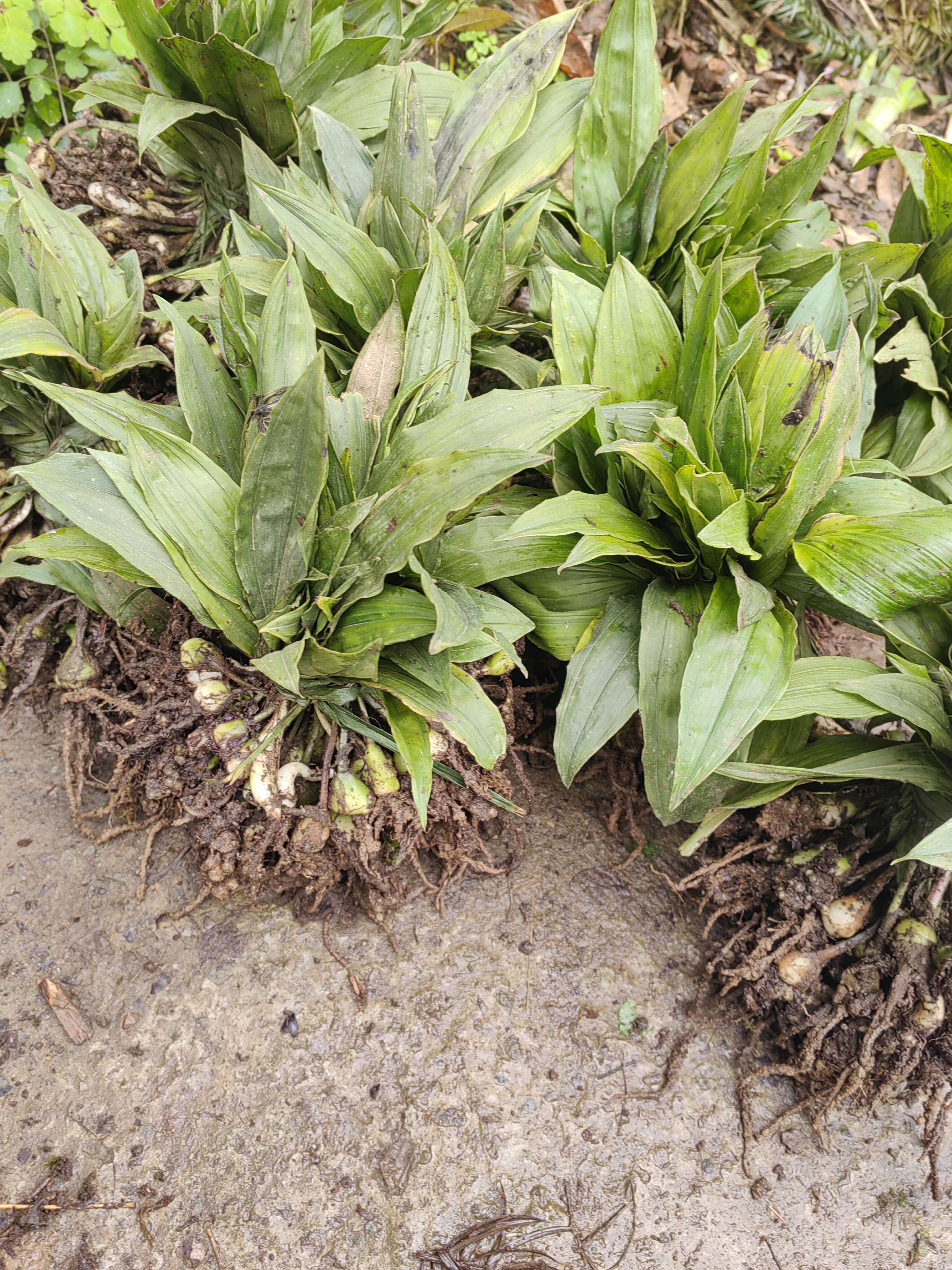 大量出售紫花宽叶毛慈菇苗  品种好  质量保证