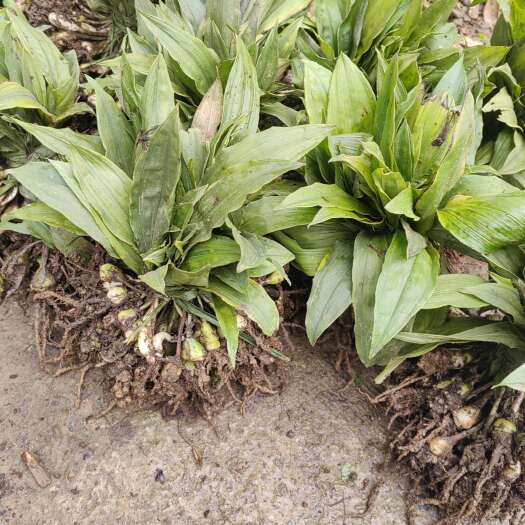 石棉县大量出售紫花宽叶毛慈菇苗  品种好  质量保证