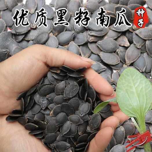 易门县南瓜子