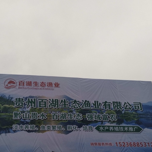 长沙各种规格鲤鱼苗