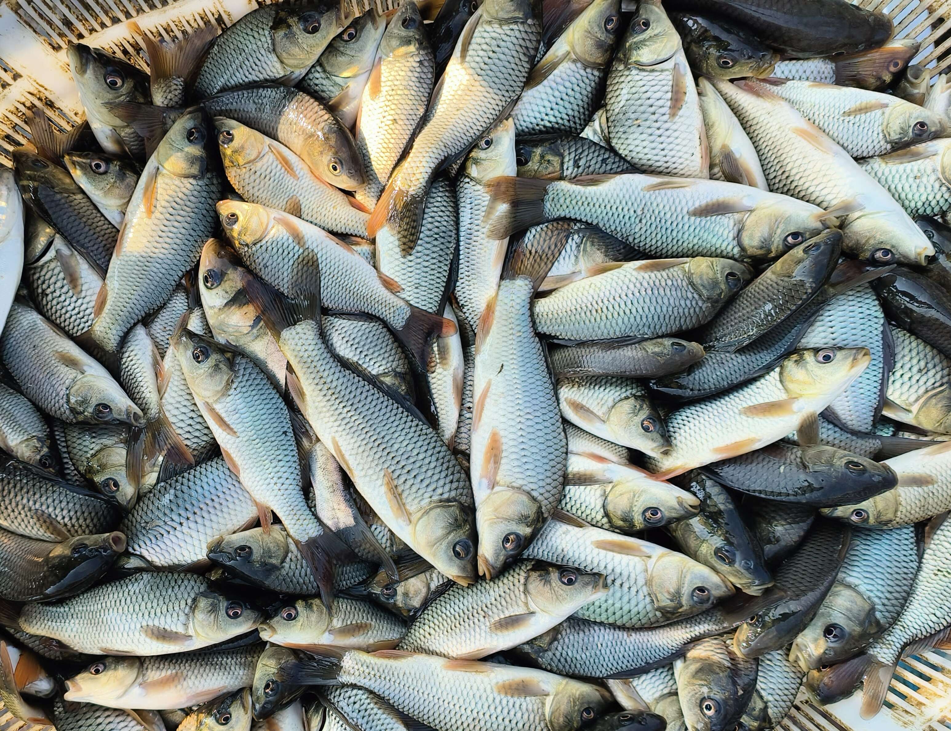 鲤鱼苗