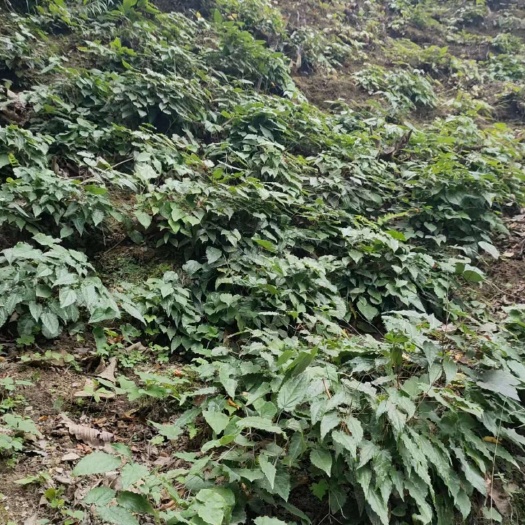 甘肃陇南康县优质淫羊藿种苗基地直销