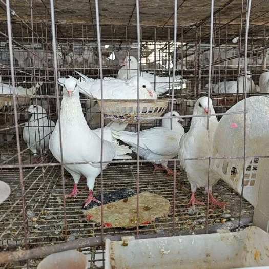 巨野县米马斯双姬鸽肉鸽