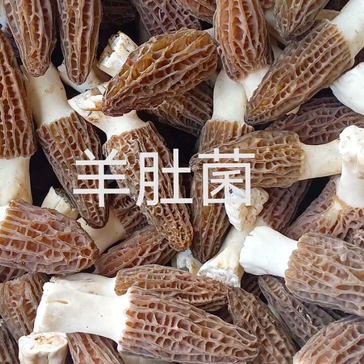 汉中新鲜羊肚菌大量上市