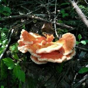 吉林森源野生靈芝特產(chǎn)
