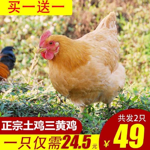 【顺丰冷链】冰鲜鸡农村散养2年土鸡老母鸡三黄鸡山鸡批发