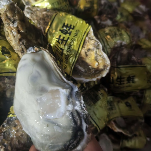 杭州乳山 3+生蚝，社区团购爆款，大小包装都有
