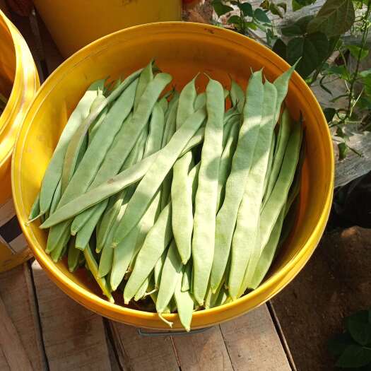 商河县商河扁青芸豆