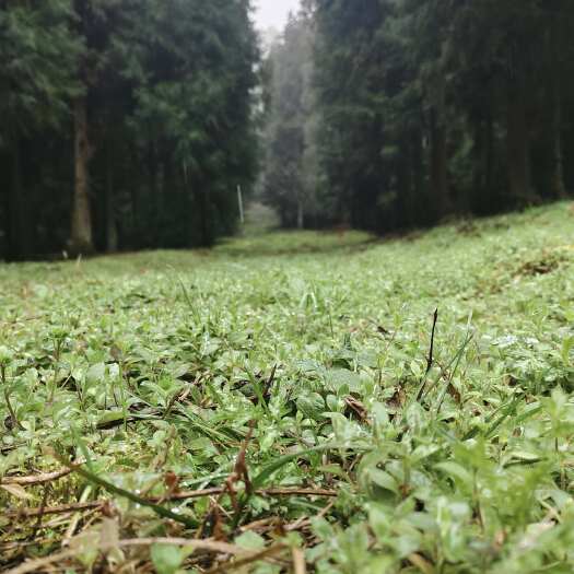 贵阳10000亩食用菌种植基地