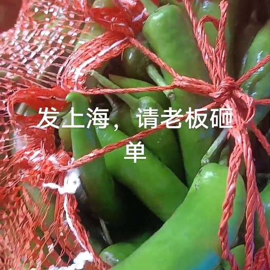 雷州市青泡椒