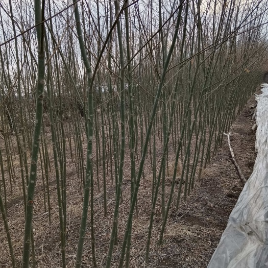 柳树苗一年生茬，质优价廉