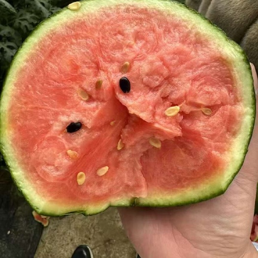 昌乐县小糖丸薄皮西瓜