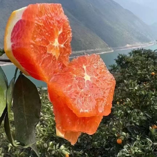 秭归县湖北秭归中华红橙