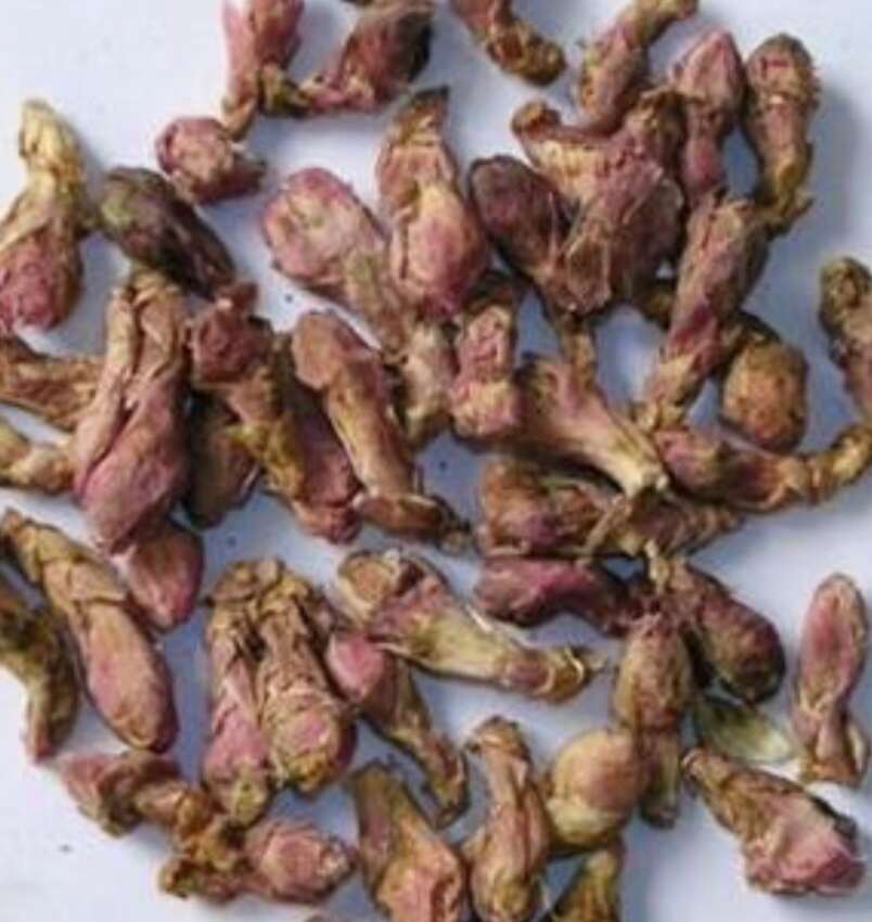 蔚县款冬花  选货  新货颜色好