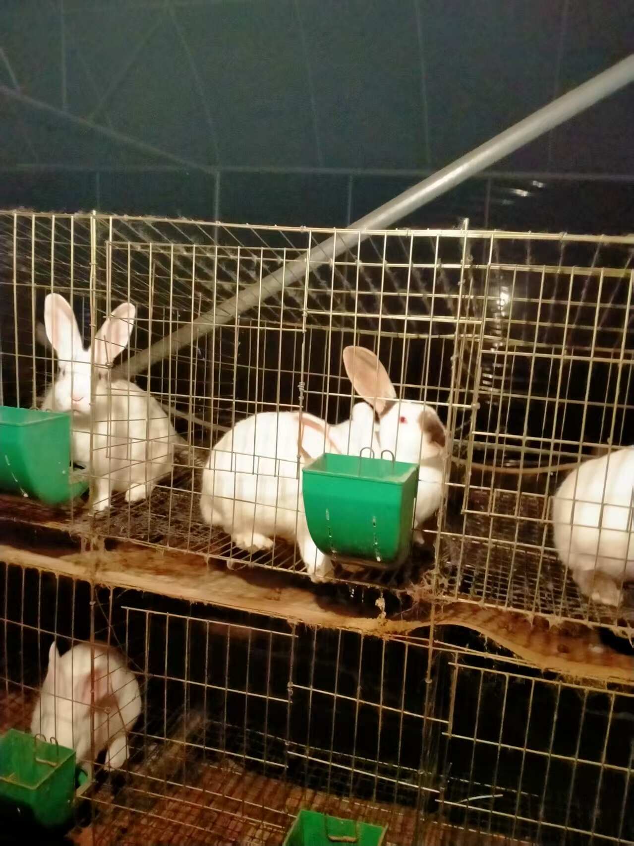 云南省昆明市新西兰肉兔批发零售