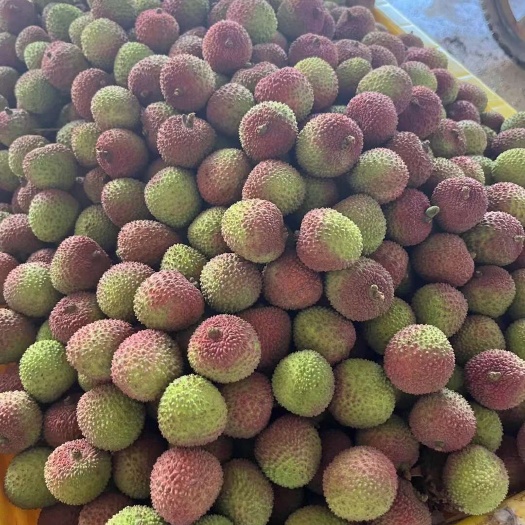 高州市妃子笑荔枝新鲜采摘广东茂名高州直发