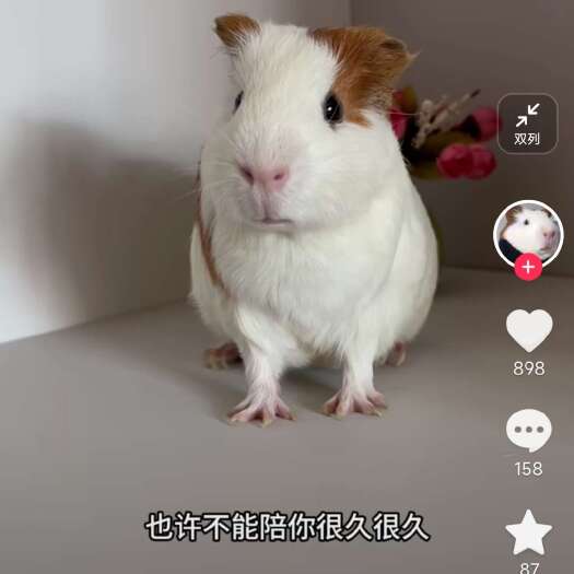杞县荷兰猪养殖