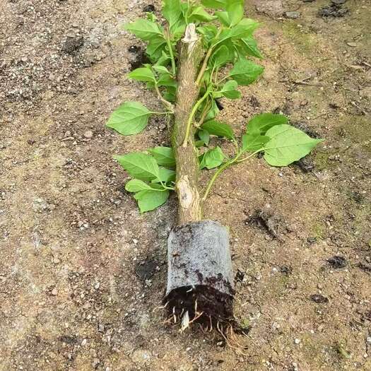 漳州100多个三角梅品种小苗，基地直发