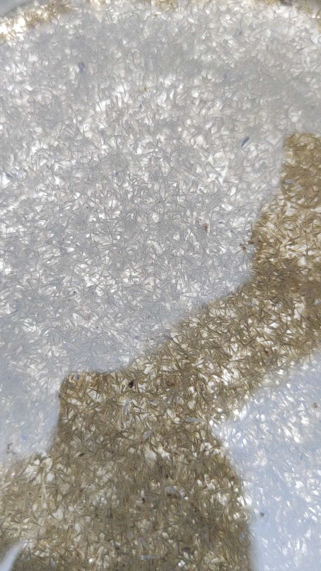 草鱼水花+基地直发+全国发货+诚信经营