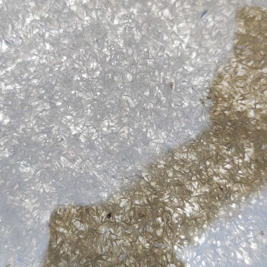 广州草鱼水花+基地直发+全国发货+诚信经营