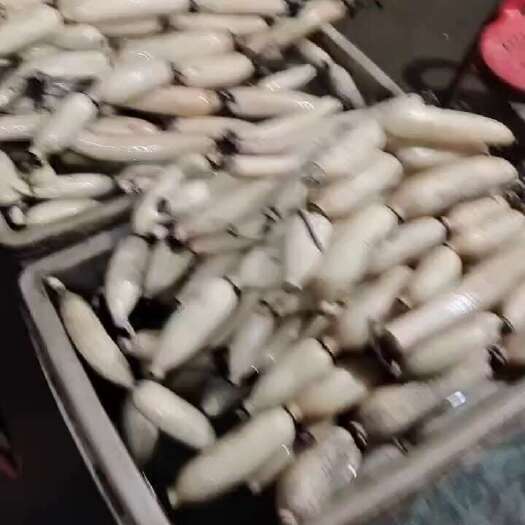 樟树市白玉簪脆藕种！不黑管