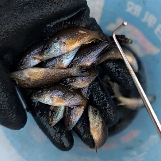 长顺县太阳鱼  3-5cm   水库生态鱼，无任何激素饲料