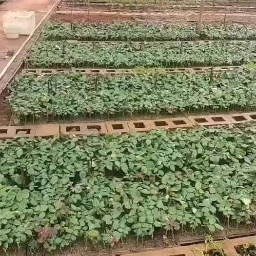 昆明玫瑰苗