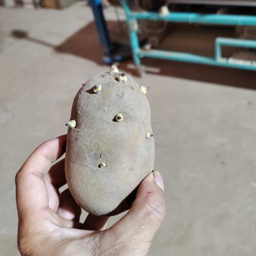 滕州市黄心土豆种子，黄皮黄心小种薯