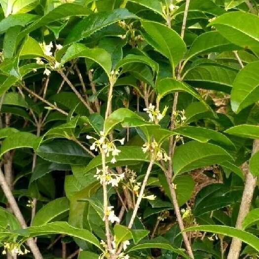 咸宁湖北咸宁四季桂苗基地直供优质桂花树苗木花草批发