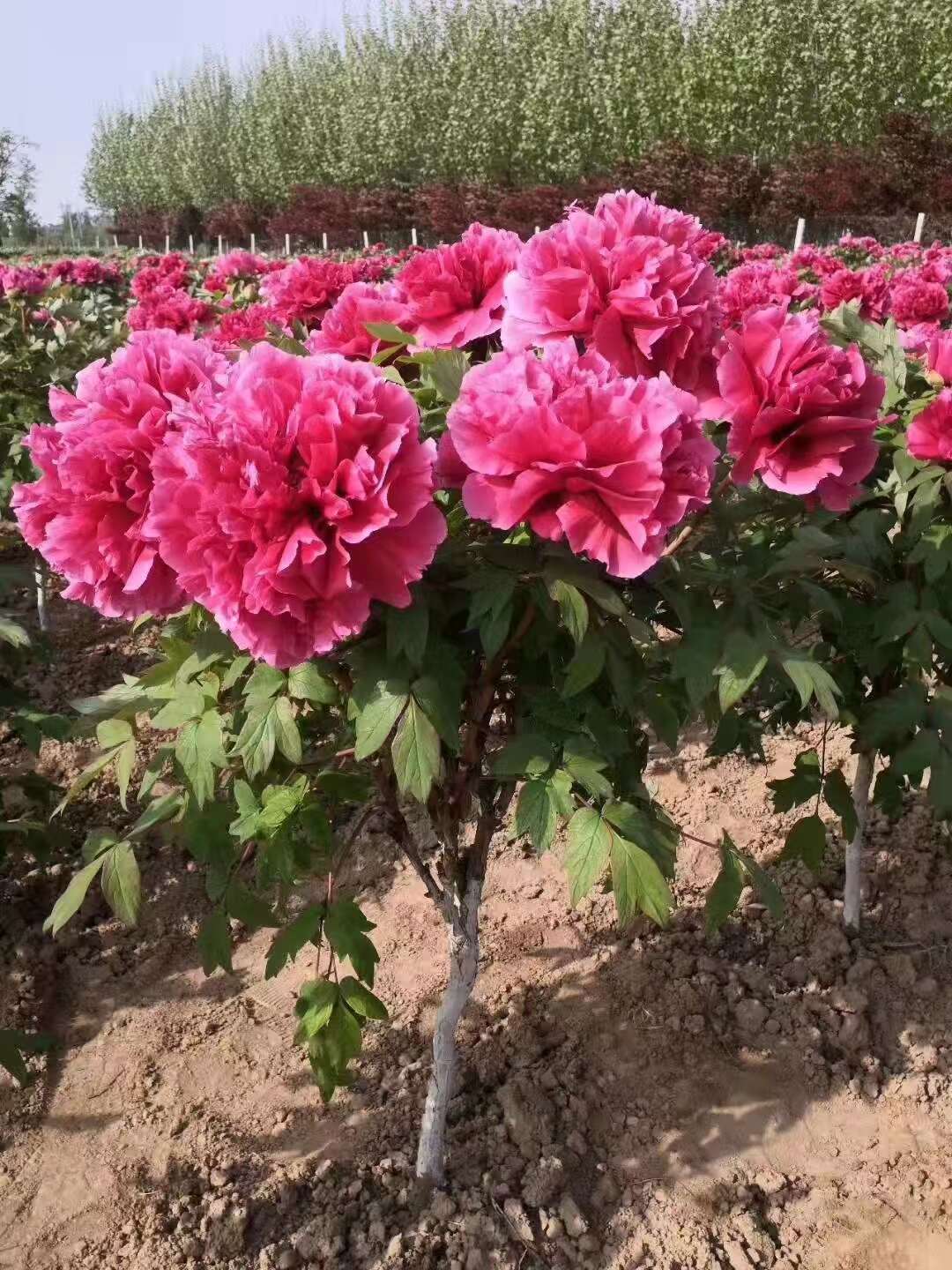 菏澤牡丹芍藥花卉種植基地