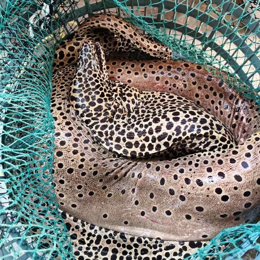 饶平县大花豹鳗 金钱鳗 8/10多斤1条