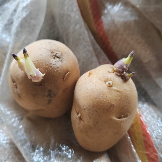 荷兰15号种薯，黄皮黄心小种薯