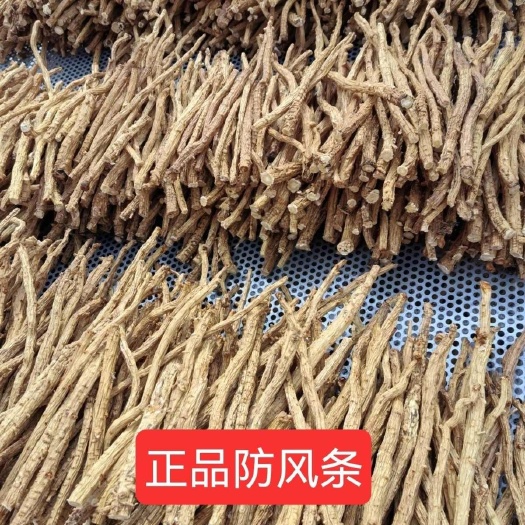 亳州防风精品条，甘肃内蒙防风精品条，各种规格