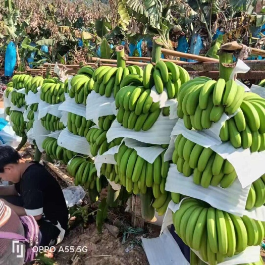 香蕉，规格齐全，全年供应，价格便宜