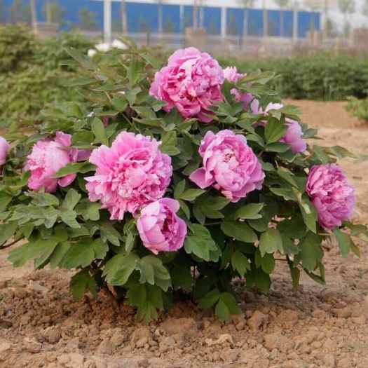 菏泽春秋观赏牡丹芍药带土球，菏泽牡丹种植区直供，货源充足品质保证