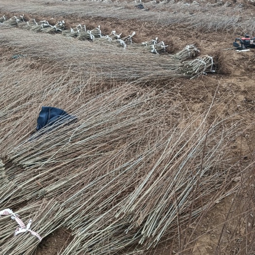 赞皇县金叶榆基地 金叶榆嫁接 金叶榆产地 金叶榆苗圃
