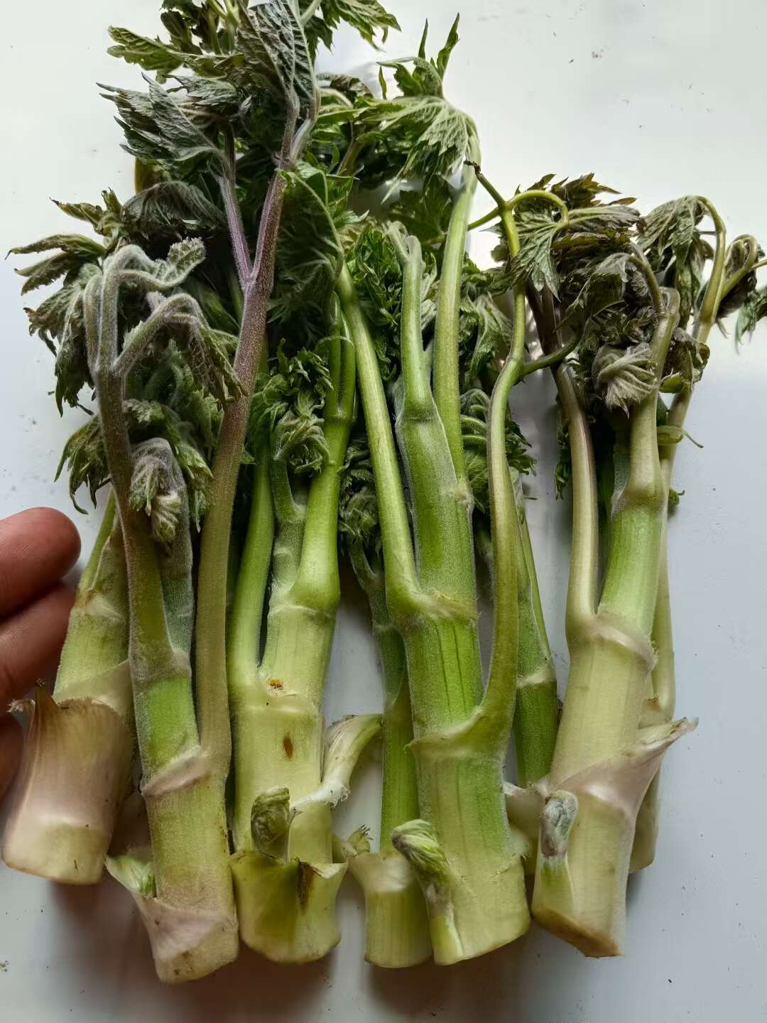 北升麻苗 兴安升麻苗 药食同源山野菜升麻苗