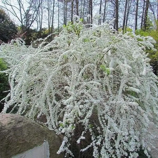 保定珍珠绣线菊，雪柳，喷雪花，河北货源，