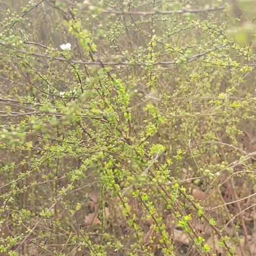 保定雪柳切枝，喷雪花鲜枝条，珍珠绣线菊鲜切花，5000扎寻带走