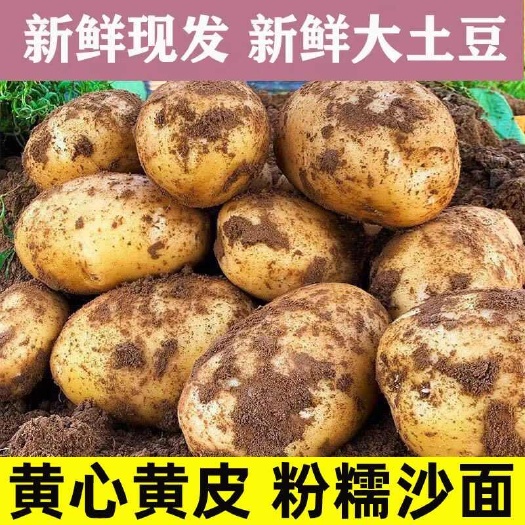 云梦县【批发包邮】黄心土豆鲜土豆5/10斤大土豆马铃薯