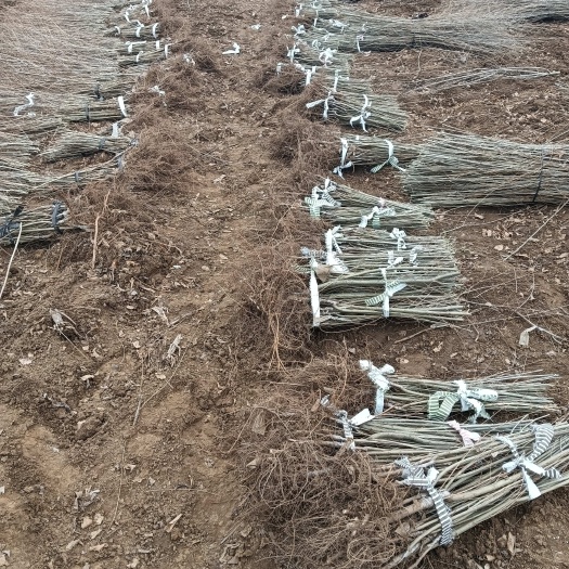 赞皇县供应金叶榆 金叶榆产地直销 金叶榆基地 地接金叶榆