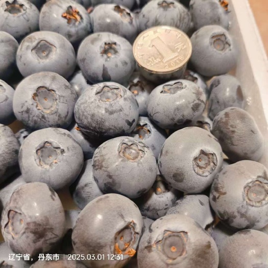 东港市蓝莓苗培育地是丹东！品种有H5，瑞卡，杜克，绿宝石，北陆