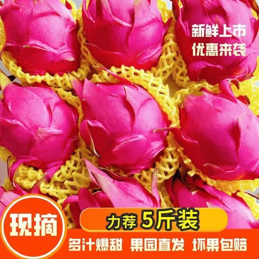 浦北县【活动超低价】金都一号火龙果红心火龙果金都一号高原当季新鲜