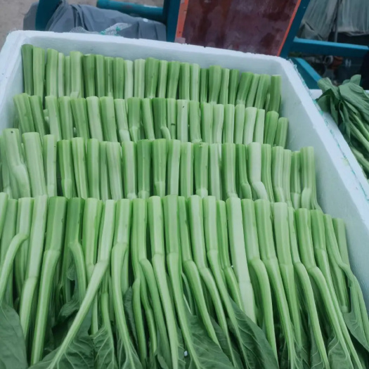 上海甜菜心