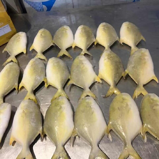 湛江冷冻金鲳鱼，10-40%冰衣可定制，全规格200-1000+
