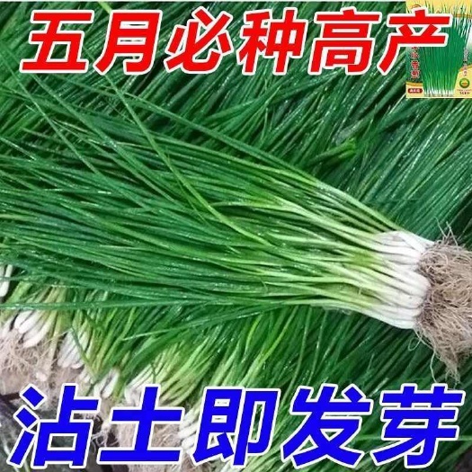 广州【发芽率99%】四季小香葱种子四季播种盆栽蔬菜种子葱籽散装