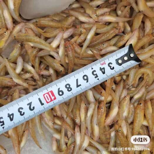 北海广西北海新鲜小黄鱼 水产批发 实惠好味