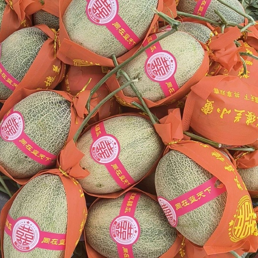 乐东县产地直发，海南哈密瓜系列，一手货源，价位不高有需要的老板联系